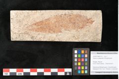 Foto (Objekt + Etikett) von Quercus palaeoilex Ettingshausen (NHMW-GEO-2024-0188-8115)
